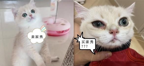 猫咪是病猫？南宁一女子网购珍贵品种宠物猫发现不对劲，反而被卖家起诉…