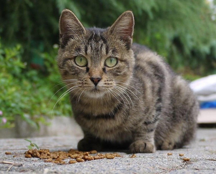 新手买猫粮，请避开这些坑，这会让你的猫咪更健康