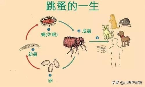 铲屎官须知：做好这2个步骤让宠物和跳蚤说再见