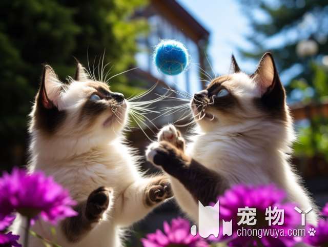 为什么选择苏州优创宠物医院给猫咪看病?