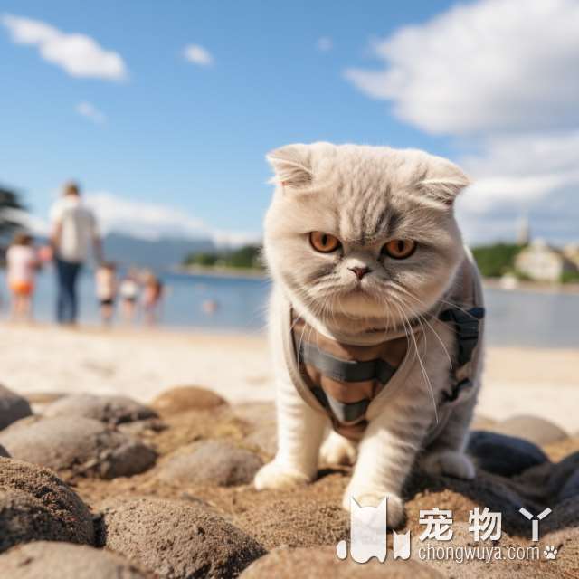 虎皮猫与狸花猫区别？