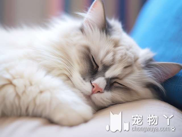 挪威森林猫吃什么猫粮？